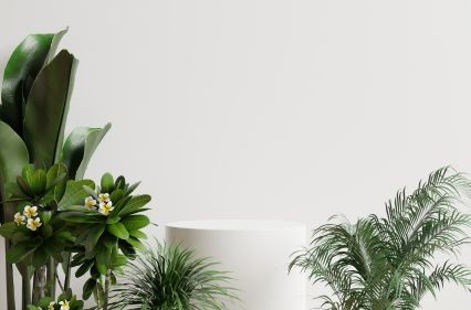 Location événementielle de plantes tropicales (tournages & séances photo)
