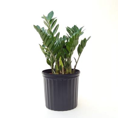Zamioculcas