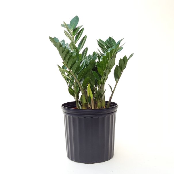 ZZ plant