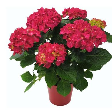 Pink Hydrangea