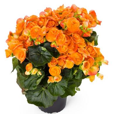 Bégonia Rieger orange