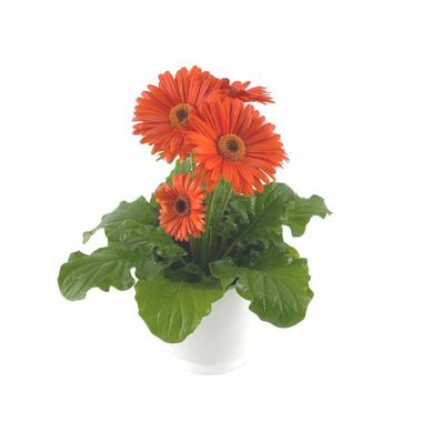 Gerbera orange