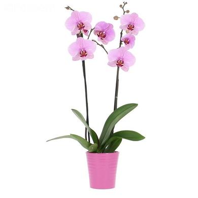 orchidée Aphrodite