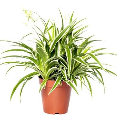 chlorophytum