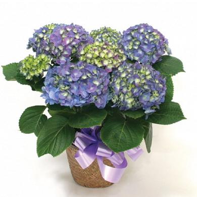 Blue Hydrangea