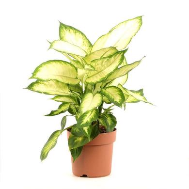 Dieffenbachia Camilla