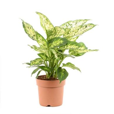 Dieffenbachia Compacta