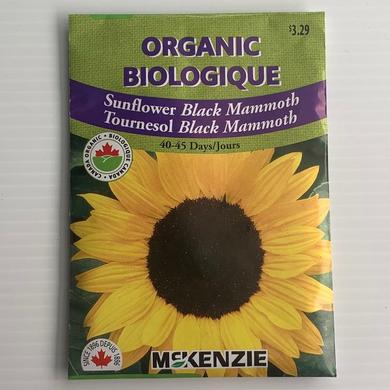 Sunflower Black Mammoth ORGANIC