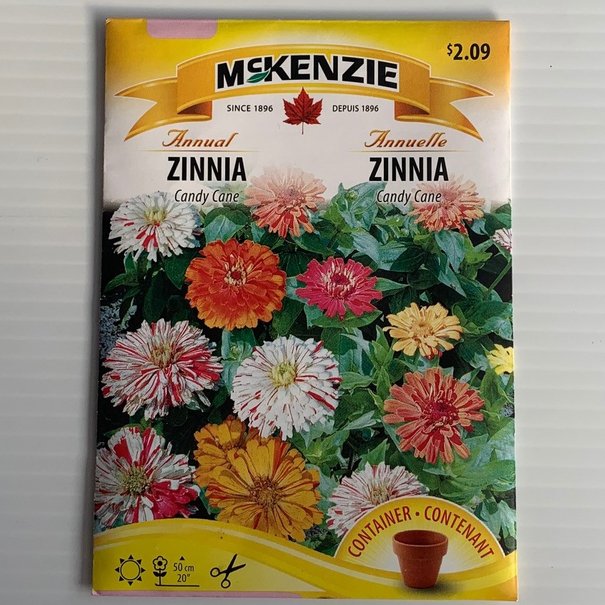 Zinnia Candy Cane