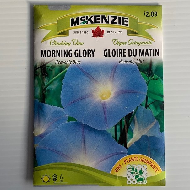 Gloire du matin Heavenly Blue