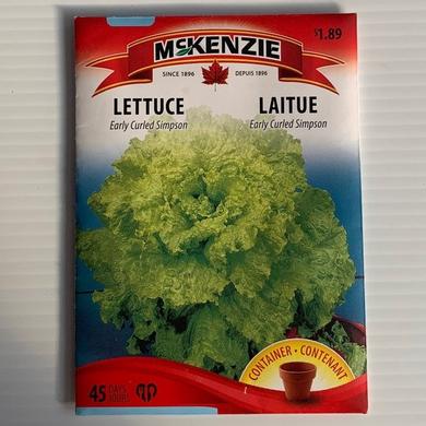 Laitue Early Curled Simpson