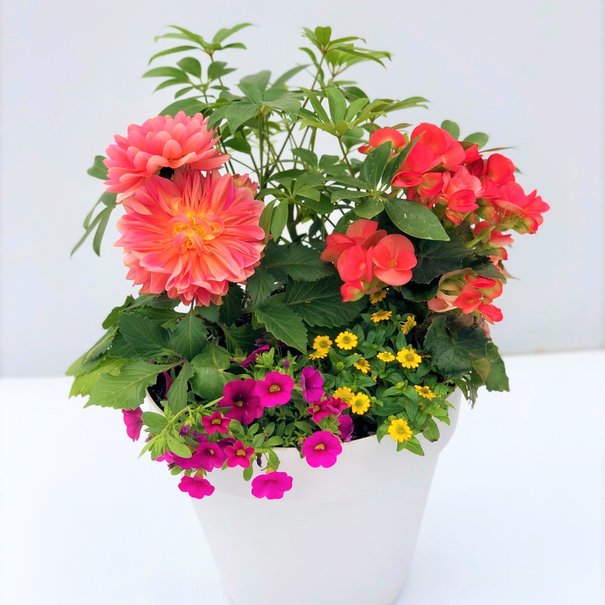 Arrangement