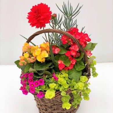 Arrangement panier d'osier