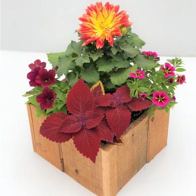 Arrangement pour table