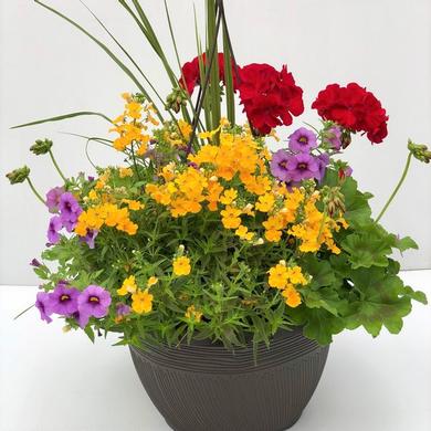 Arrangement Suspended Basket