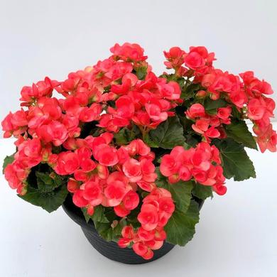 Begonia Reiger Bowl