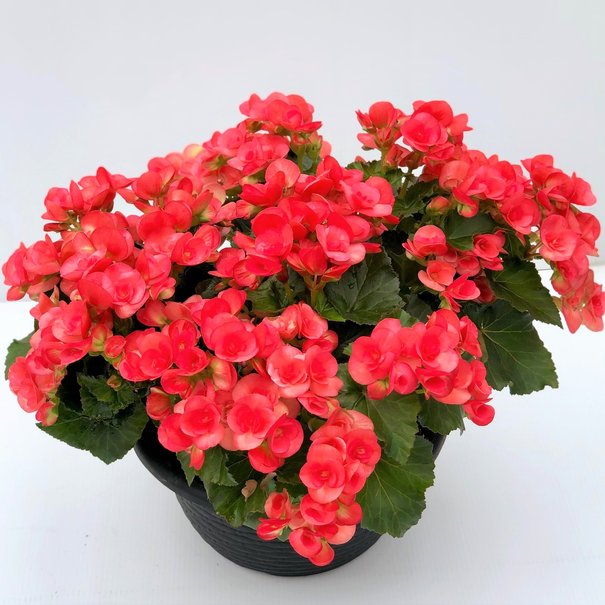 Begonia Reiger Bowl