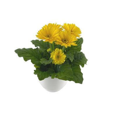 Yellow Gerbera