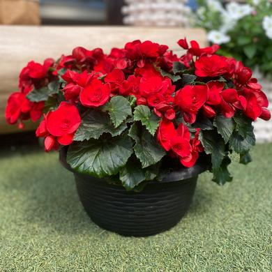 Begonia Reiger Bowl