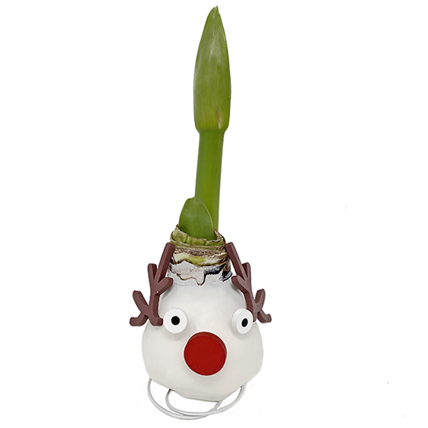 Bulbe d'amaryllis de Noël