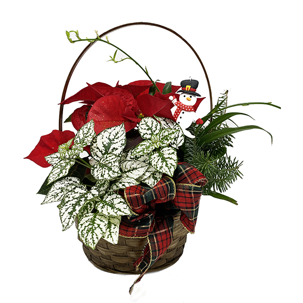 Panier en osier de Poinsettias 26,99$