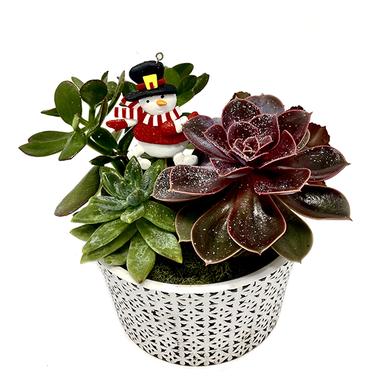 Arrangement de succulents de Noël 39,99$