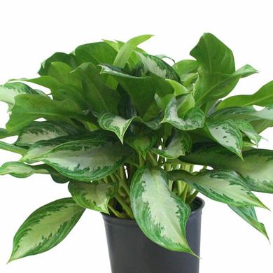 Aglaonema silver bay 29.99$-59$