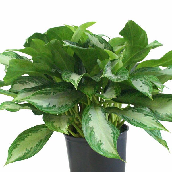 Aglaonema silver bay