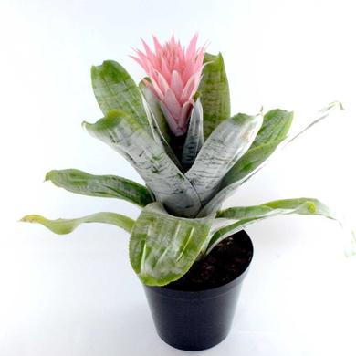 Bromelia Aechmea Fasciata