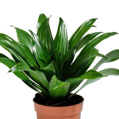 Dracaena Fragrans