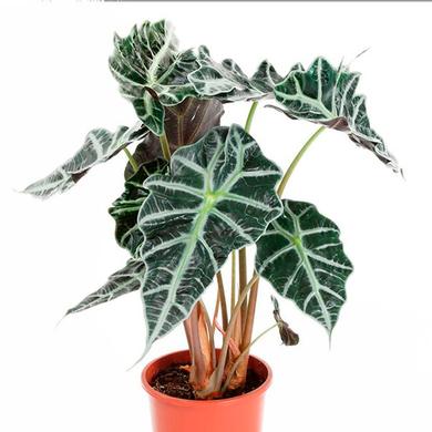 Alocasia Amazonica Polly