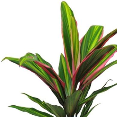 Cordyline fruticosa Exotica