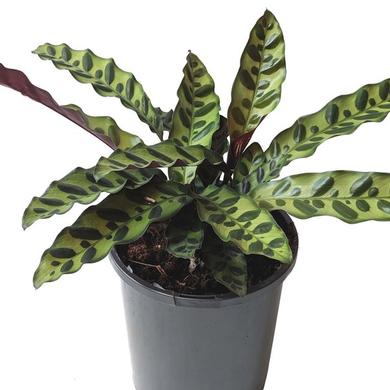 Calathea Lancifolia rattlesnake