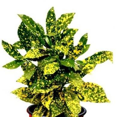 Codiaeum Gold Dust