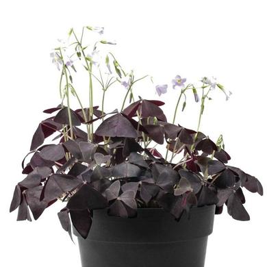 Oxalis Pourpe Triangularis