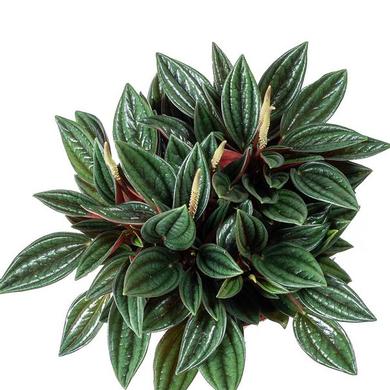 peperomia Caperata