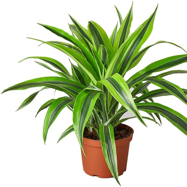 Dracena Lemon Surprise 49.99$