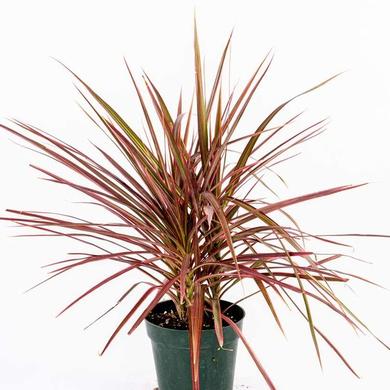 Dracena Marginata Colorama