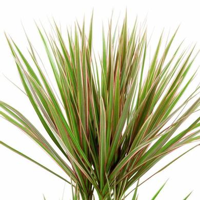 Dracena Marginata