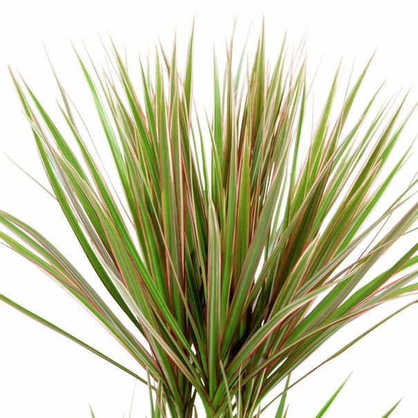 Dracena Marginata 16.99$-34.99$