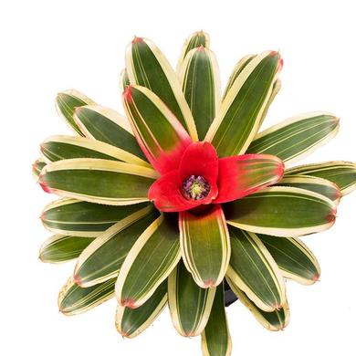 Bromelia Neoregelia