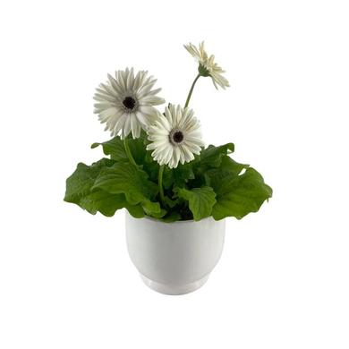 Gerbera blanche