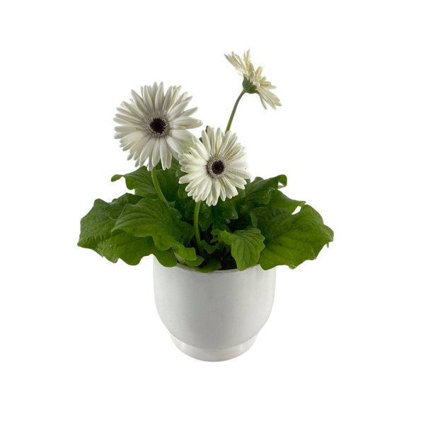 Gerbera Blanche