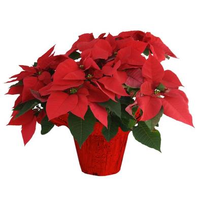 Poinsettia Rouge