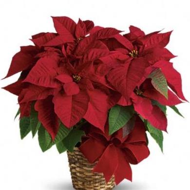 poinsettias osier