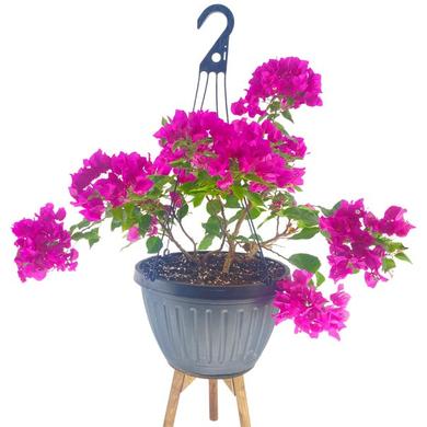 bougainvillea