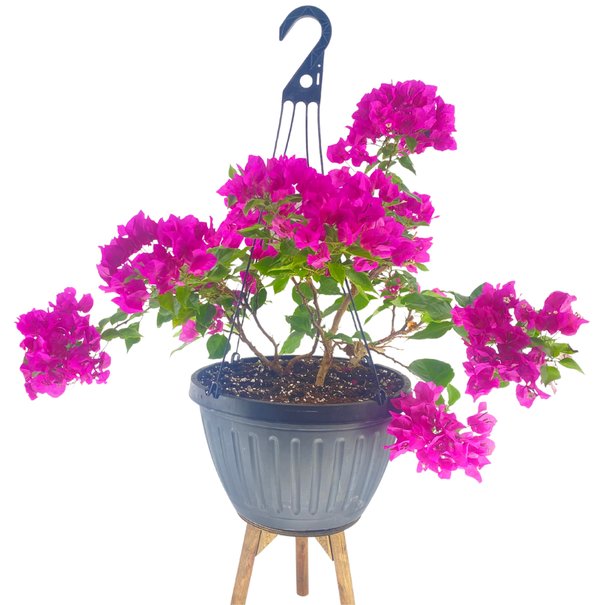 bougainvillea