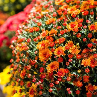 Chrysanthème