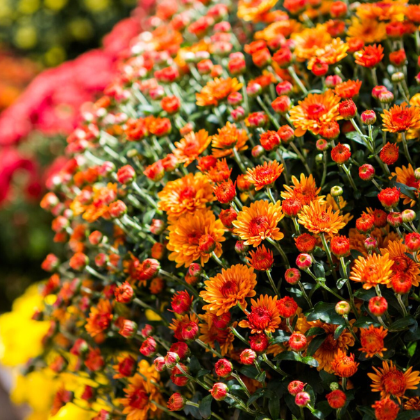 Chrysanthème