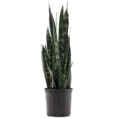 Sansevieria Black Coral 24.99$ (reg. 49.99$) RENTAL